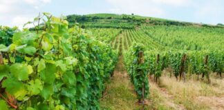 Rotas de Vinho: Uma Viagem Pelos Vinhedos do Brasil Rotas de Vinho