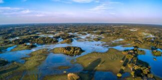 Descubra o Pantanal: Quando e Por Que Visitar?