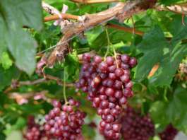 Celebrações de la Cosecha: Uvas, Aceitunas y Más Celebrações de la Cosecha