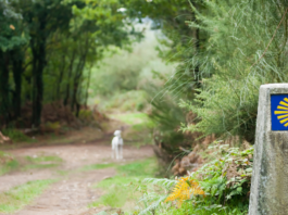 Camino de Santiago 2026: guía completa para empezar desde cero
